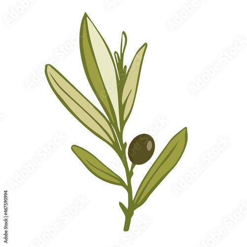 Olive tree branch with green fruits.Vector graphics.