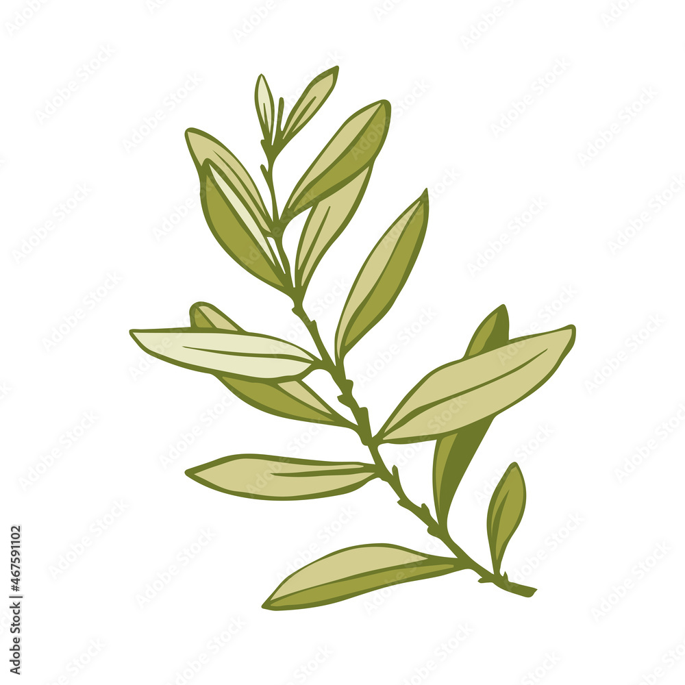 Olive tree branch with green fruits.Vector graphics.