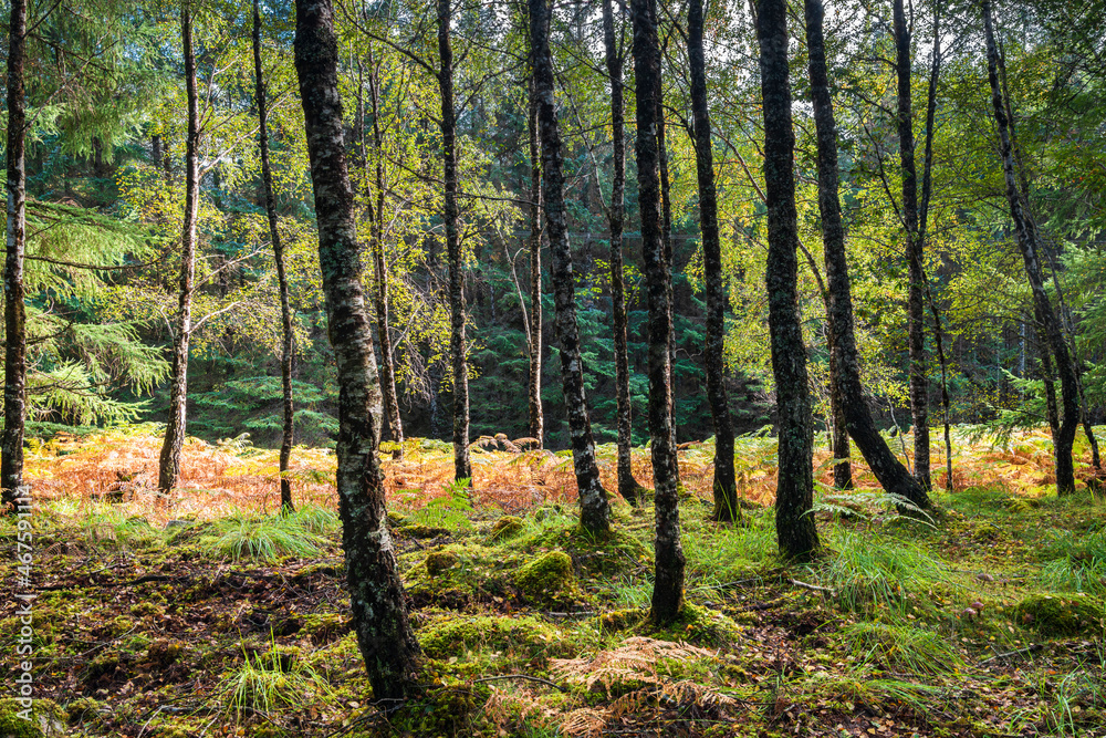 A right side lit 3 shot HDR image of a silver brich, betula pendula, stand in autumnal colour, lochaber, Scotland A right side lit 3 shot HDR image of a silver brich, betula pendula, stand in autumnal colour, lochaber, Scotland