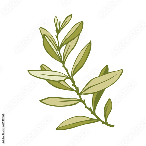 Olive tree branch with green fruits.Vector graphics. © Екатерина Якубович
