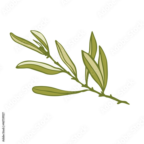 Olive tree branch with green fruits.Vector graphics.