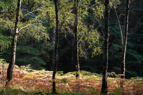 A right side lit 3 shot HDR image of a silver brich, betula pendula, stand in autumnal colour, lochaber, Scotland photo