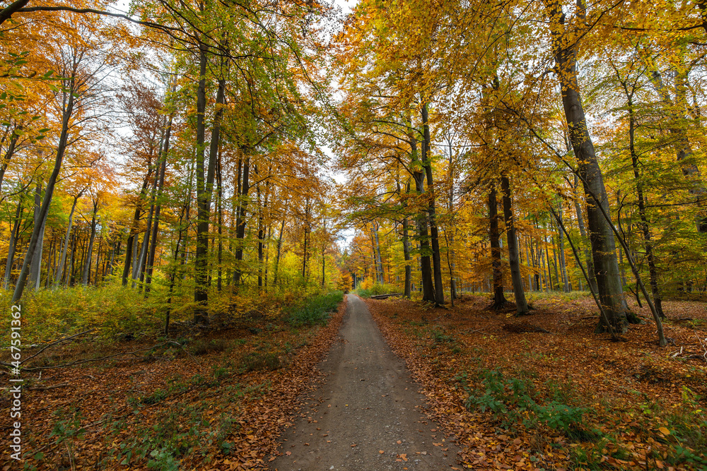 Waldweg im Herbst mit allen Farben Waldweg im Herbst mit allen Farben