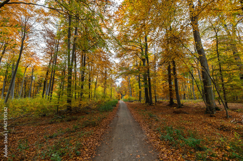 Waldweg im Herbst mit allen Farben