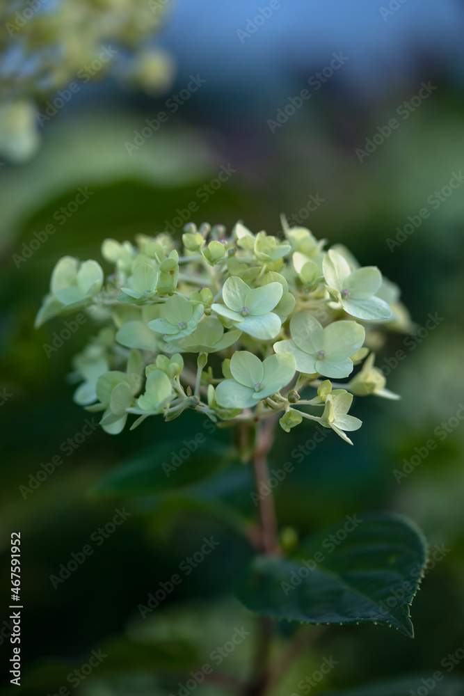 Closeup of flowerheads of Hydrangea paniculata 'Limelight' in a garden in autumn Closeup of flowerheads of Hydrangea paniculata 'Limelight' in a garden in autumn