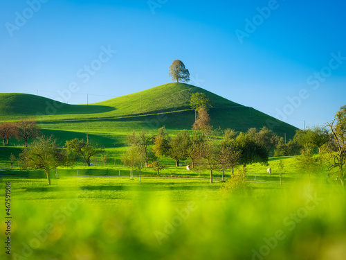 Tree on top of the hill. Landscape before sunset. Fields and pastures for ani...