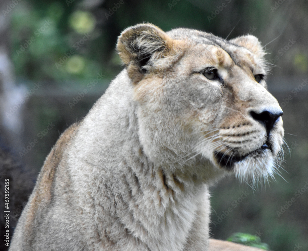 Fototapeta premium Asiatic Female Lioness stood against naturalistic green background