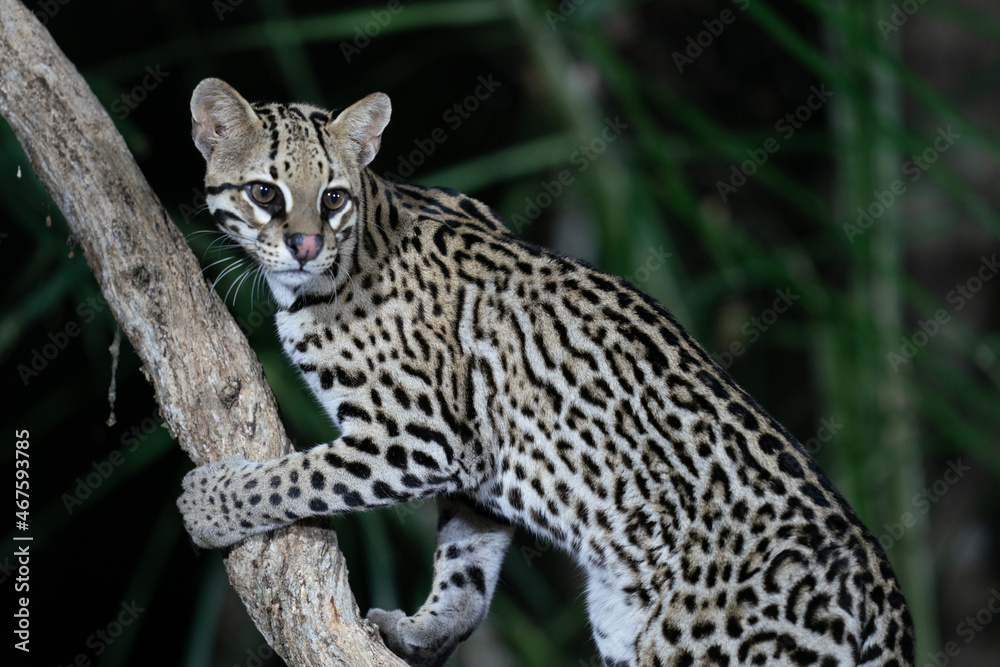 Ozelot (Leopardus pardalis) Ozelot (Leopardus pardalis)