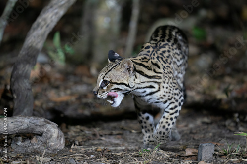 Ozelot (Leopardus pardalis) photo