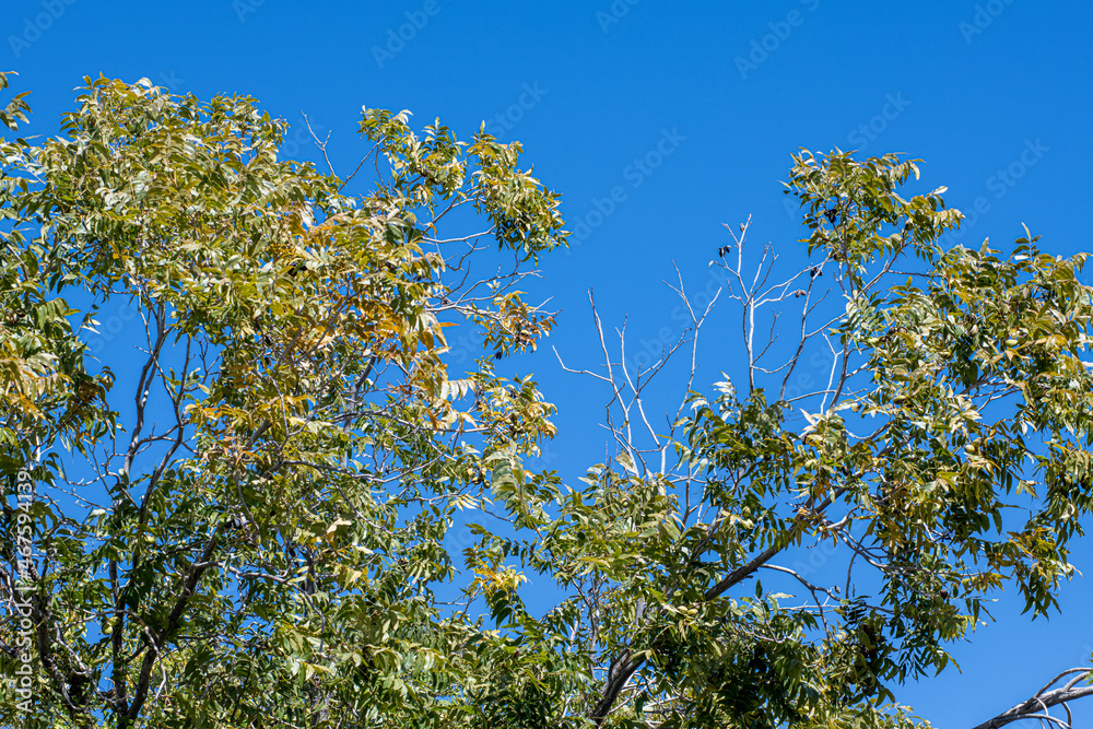 Fototapeta premium Pecan Tree Branches in a Blue Rich Clear Sky