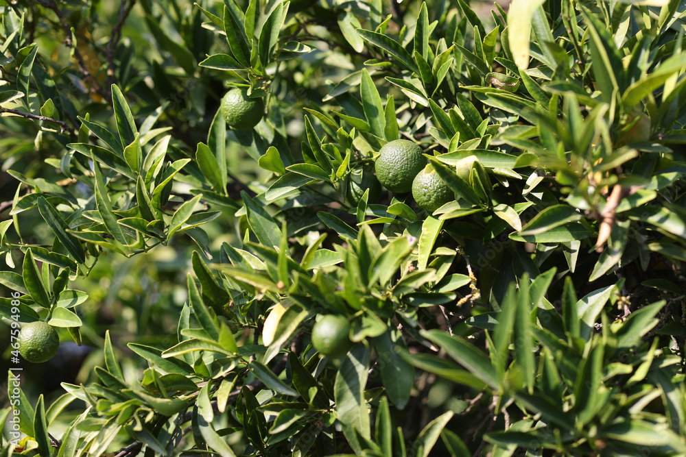 Green oranges growing on tree closeup background Green oranges growing on tree closeup background