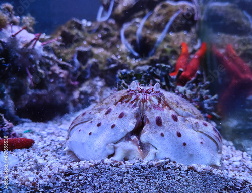 Closeup shot of Calappa granulata crab on the sand in the aquarium water photo