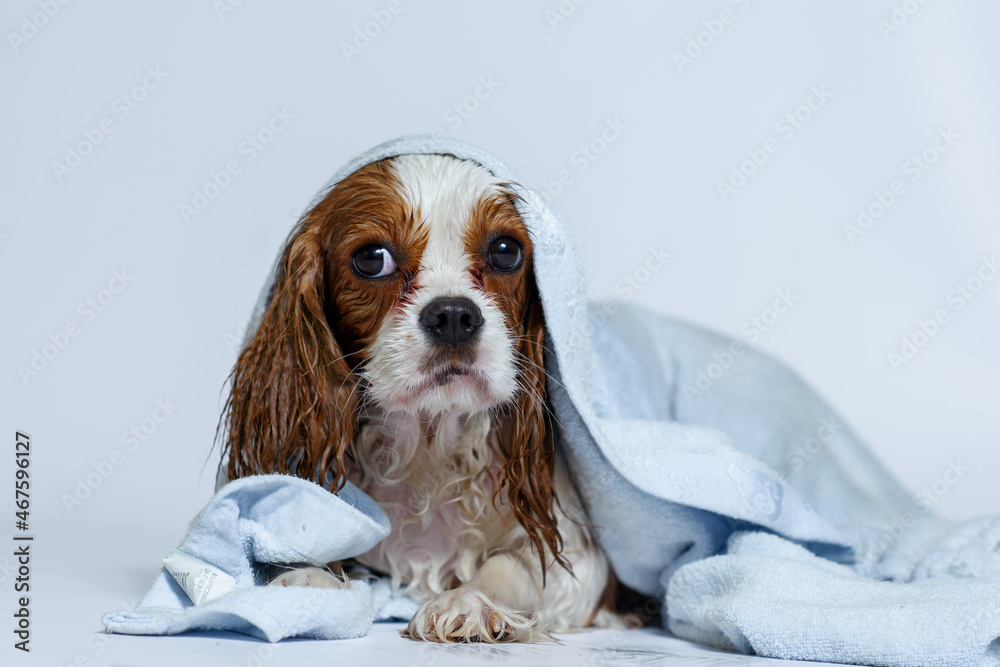 Fotka „wet dog after bath cavalier king charles spaniel puppy nine months  old in a blue towel. Isolate on white background“ ze služby Stock | Adobe  Stock