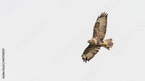 Common buzzard  Buteo buteo  in flight  isolated against a clear sky
