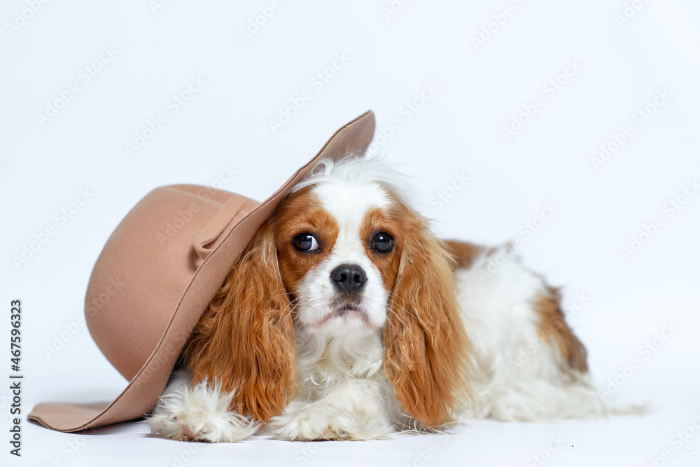 dog cavalier king charles spaniel puppy nine months old baby sitting on a white background in a beige hat. Isolate on white background