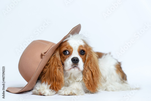 dog cavalier king charles spaniel puppy nine months old baby sitting on a white background in a beige hat. Isolate on white background