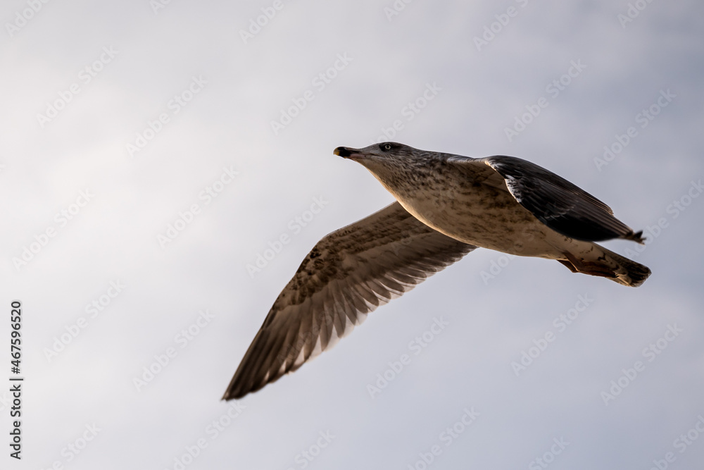 Fototapeta premium Möwe