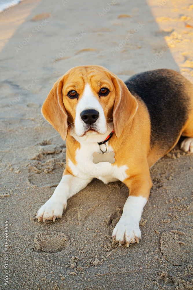 Photo of a pedigreed beagle dog with a collar sitting on the sand by the sea in the morning
