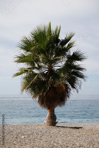 A person is sitting behind a palm tree and looking at the ocean