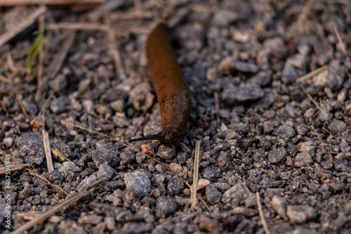 Snail of the family Limacid brown on the ground