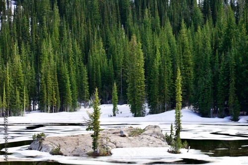 Pine forest at frozen lake