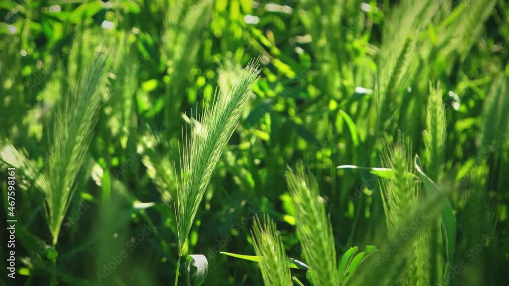 Spikes of grass closeup. Soft ears field moving by wind of a sunny spring day in slow motion. Macro of green spikelet.