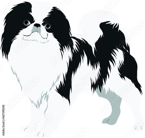 Photo The Japanese Chin (Japanese Spaniel) Colored Vector Illustration