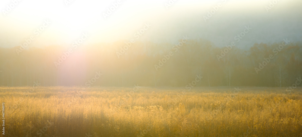 Field in back lighting. The image tinting. Field in back lighting. The image tinting.