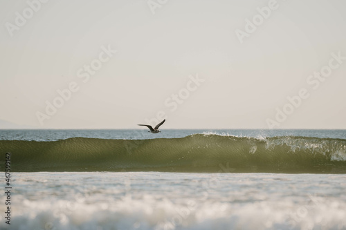 Bird Flying over Wave