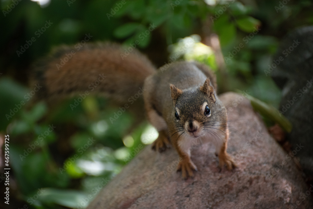 Young red squirrel Young red squirrel