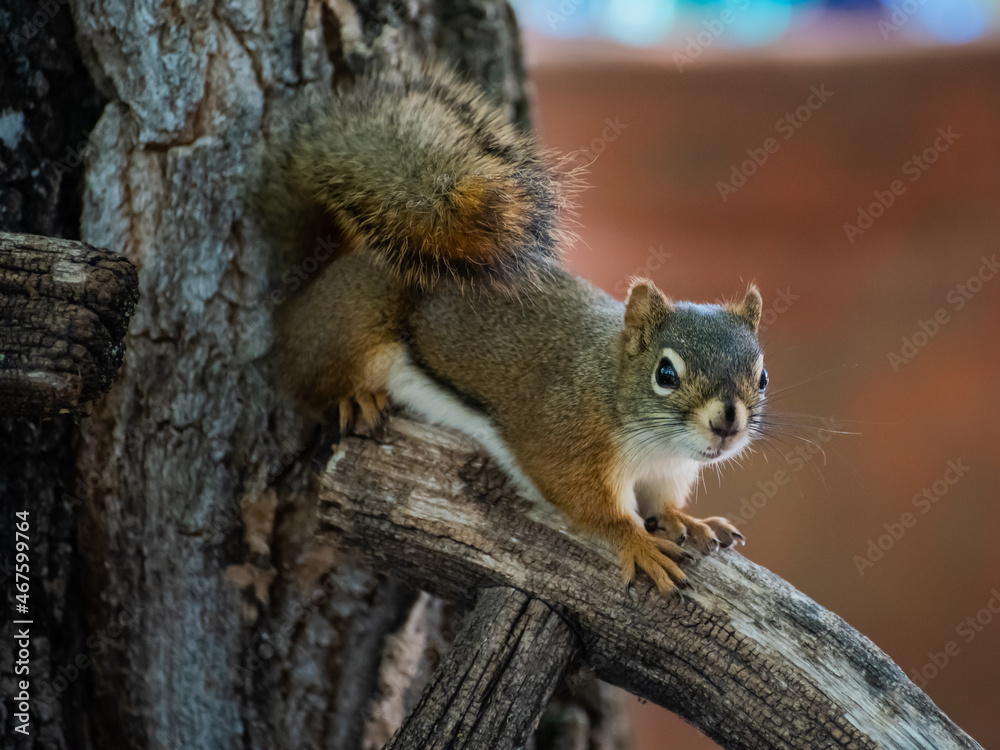 Young red squirrel Young red squirrel