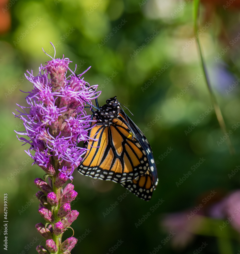 Fototapeta premium Monarch butterfly on a flower
