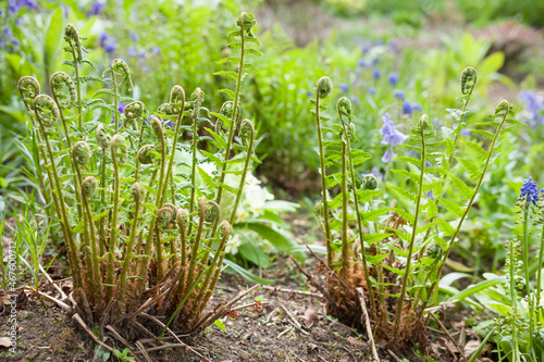 Ferns, fern plants growing in UK garden, new fronds in spring photo