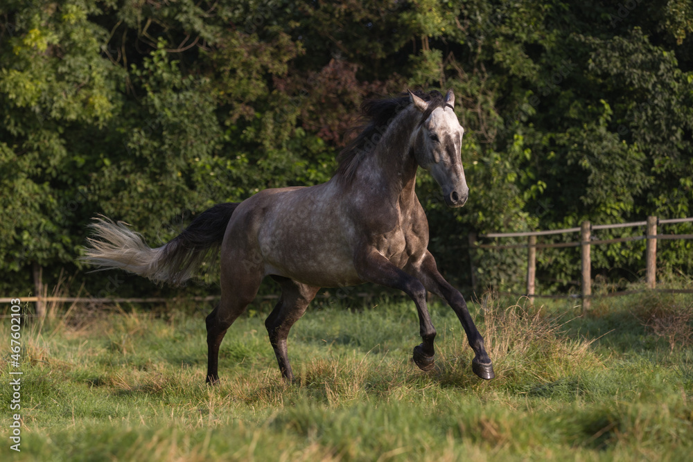 Spanischer Schimmel auf der Weide Spanischer Schimmel auf der Weide