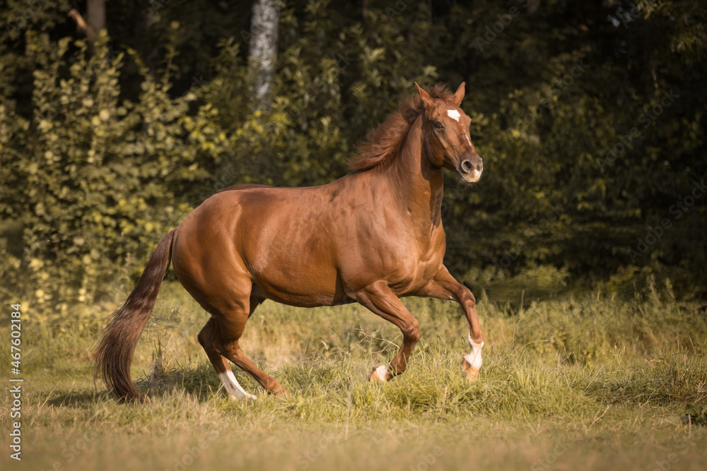 Wildes Quarter Horse