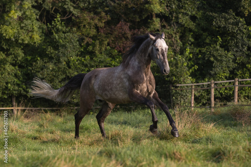 Spanischer Schimmel auf der Weide