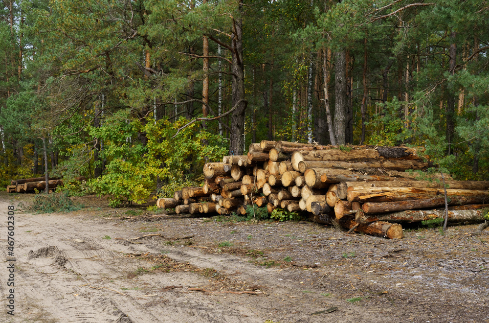 Felled forest near the road, against the background of a growing forest. Felled forest near the road, against the background of a growing forest.