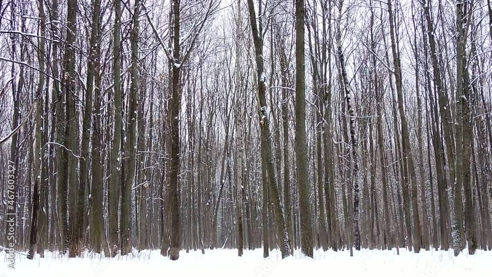 Snowfall in winter in the forest, soft snowy christmas morning with falling snow Snowfall in winter in the forest, soft snowy christmas morning with falling snow