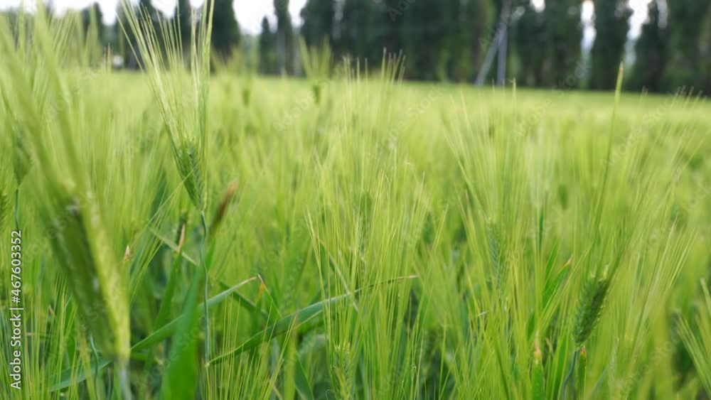 Green ears of rye and wheat sway in the light wind. Agriculture, agro culture concept.