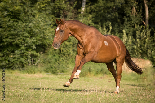 Wildes Quarte Horse © Nadine Haase