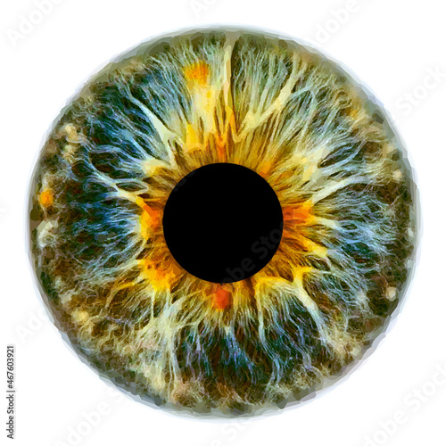 Eye iris pupil vector illustration isolated photo