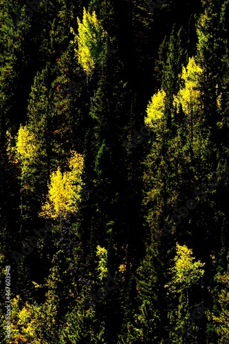 Aspens Among The Pines