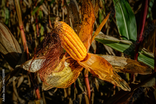 Beautiful autumn colors and warm sunlight on a corn cob in the field, ripe to be harvested