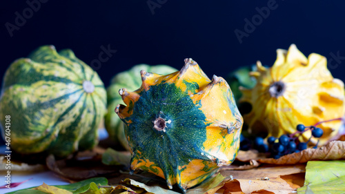Autumn still life with a decorative colored pumpkin in the foreground, with fallen leaves, pumpkins, berries in the background. Black background. Close-up.