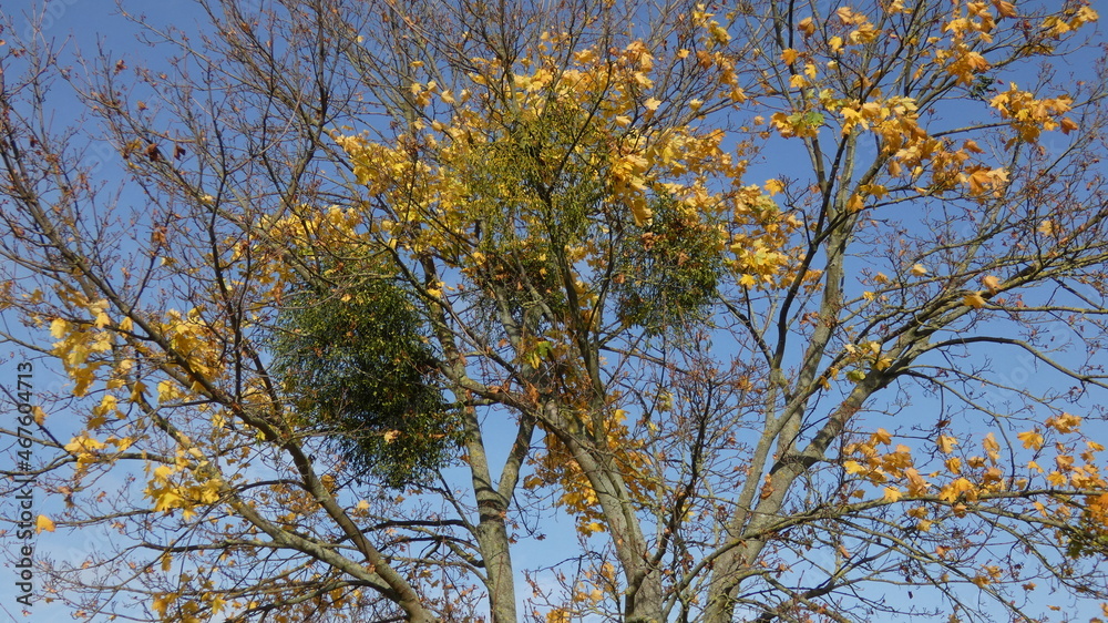 Herbstmotive im Wald, in der Natur, auf dem Feld, mit Vögeln, Ortschaften und Gebäuden, Blattwerk, Laub und viel Farbe. Herbstmotive im Wald, in der Natur, auf dem Feld, mit Vögeln, Ortschaften und Gebäuden, Blattwerk, Laub und viel Farbe.