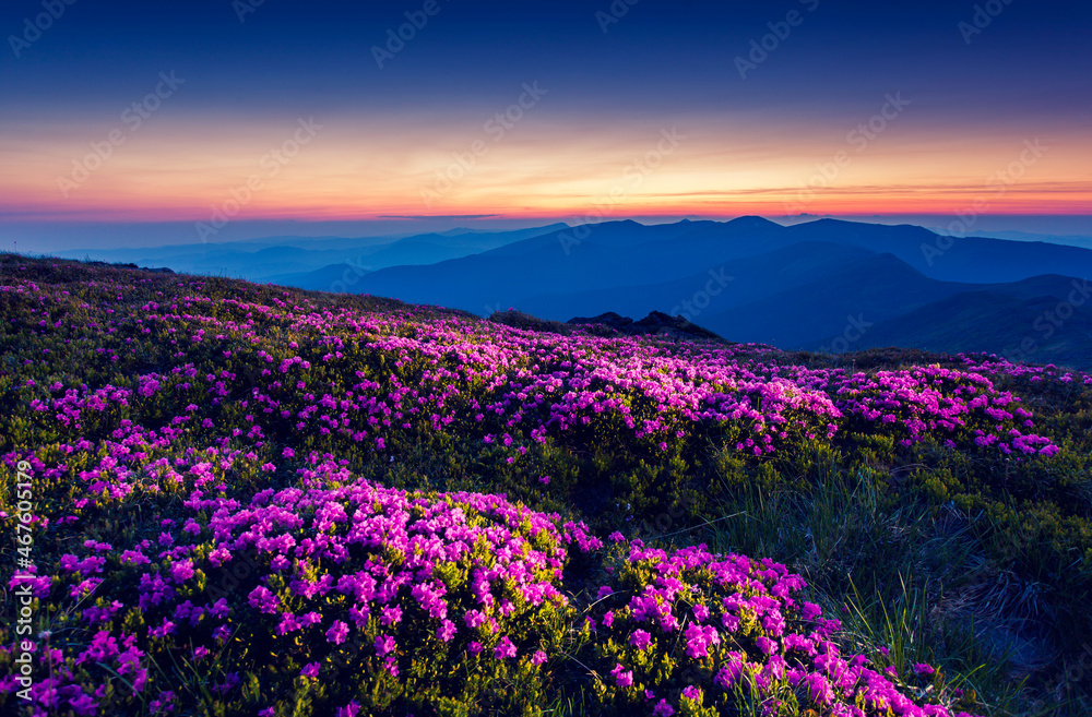 Fototapeta premium flower