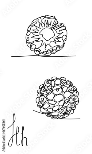 One line Hala fruit. Exotic fruits linear set. Closeup. Minimalistic simple illustration. Asian pandan