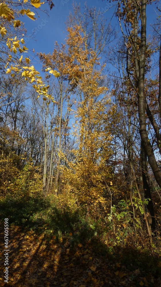 Herbstmotive im Wald, in der Natur, auf dem Feld, mit Vögeln, Ortschaften und Gebäuden, Blattwerk, Laub und viel Farbe.