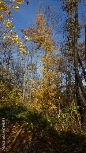 Herbstmotive im Wald  in der Natur  auf dem Feld  mit V  geln  Ortschaften und Geb  uden  Blattwerk  Laub und viel Farbe.