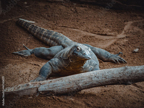 a fantastic portrait of a komodo dragon